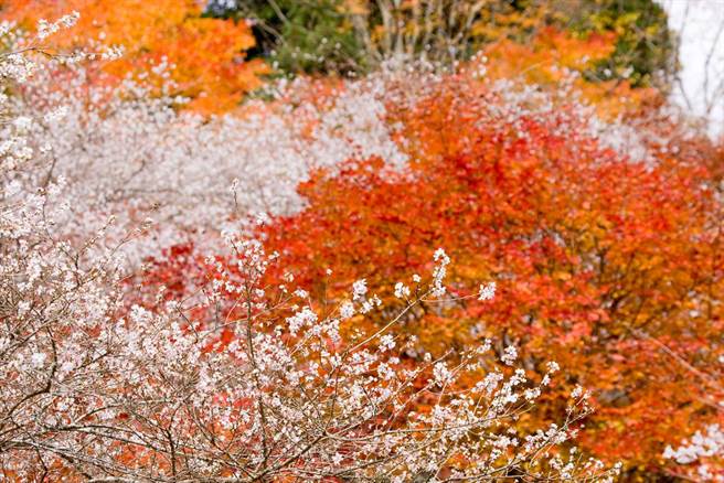 秋季賞楓兼賞櫻 熱情紅葉 粉紅櫻花就在日本這 旅遊 中時新聞網