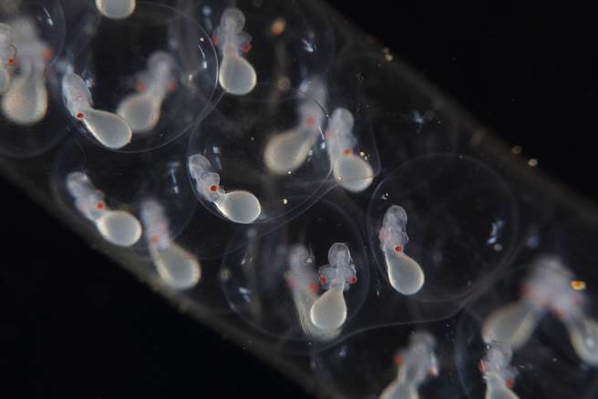 海中惊见超巨型透明球 罕见画面曝(示意图/达志影像)