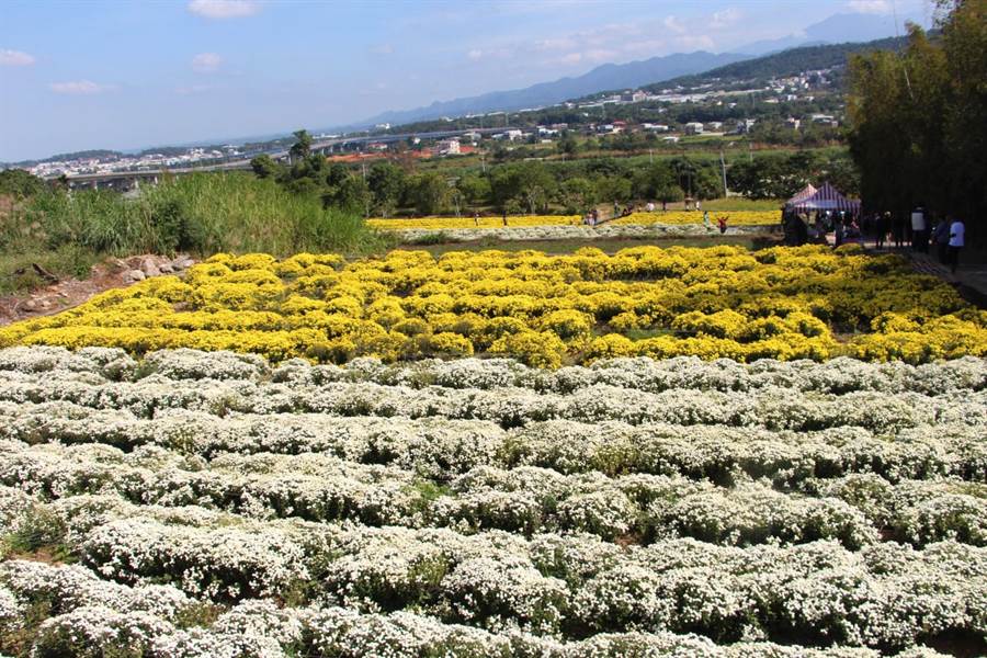 美しい花の画像 100 Epic Best菊芋 花