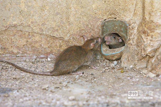 北京朝阳区惊现鼠疫。本报系资料照片