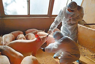 非洲豬瘟肆虐 提煉藥肝素短缺