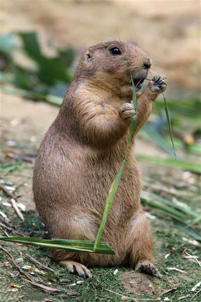大陆有不少民眾喜欢可爱的旱獭，看了大陆官方通报，才知牠也是鼠疫传播媒介。（取自新浪微博＠科羉廖夫）