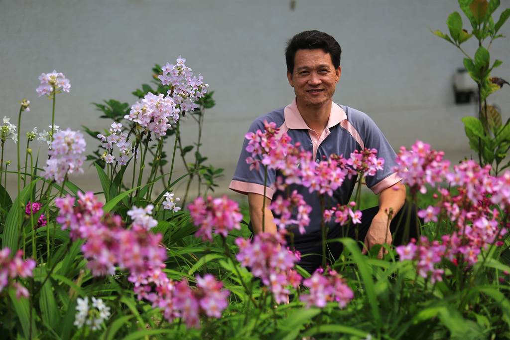 新化林場苞舌蘭盛開秋高氣爽賞花去 旅遊 中時