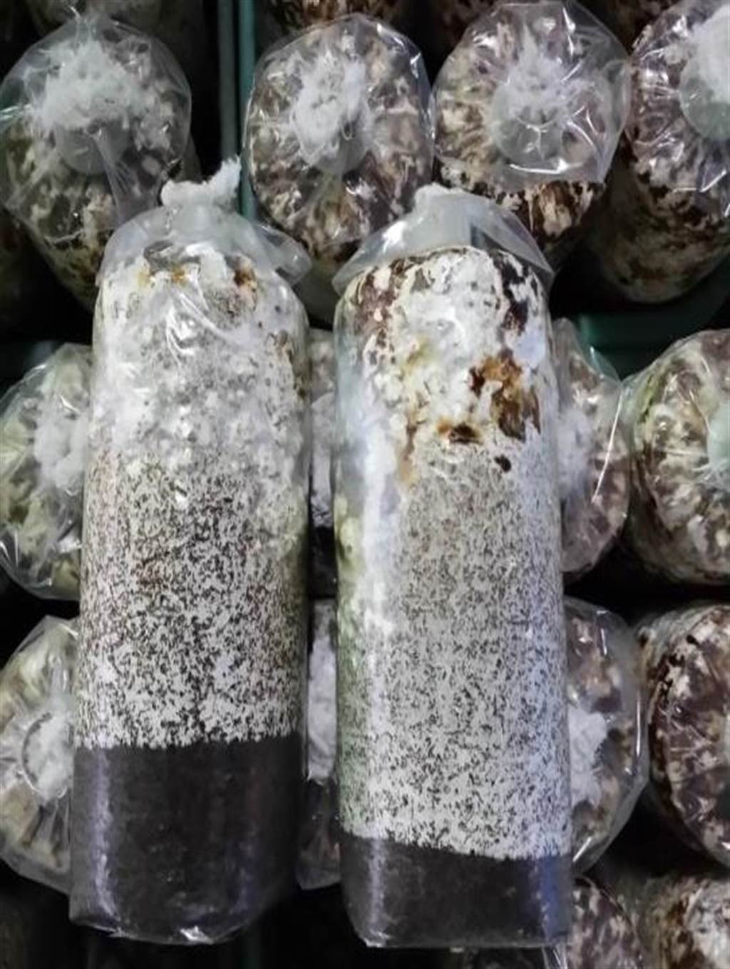 傳統香菇栽種太空包與使用「香菇菌種生產事業化技術套組」設計的太空包栽種，香菇產量明顯提升。（農試所提供／林欣儀台中傳真）