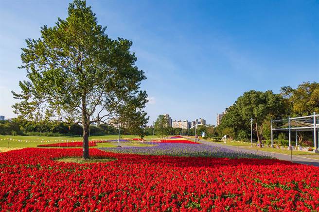 台北絕美花海 古亭河濱公園盛開 生活 中時