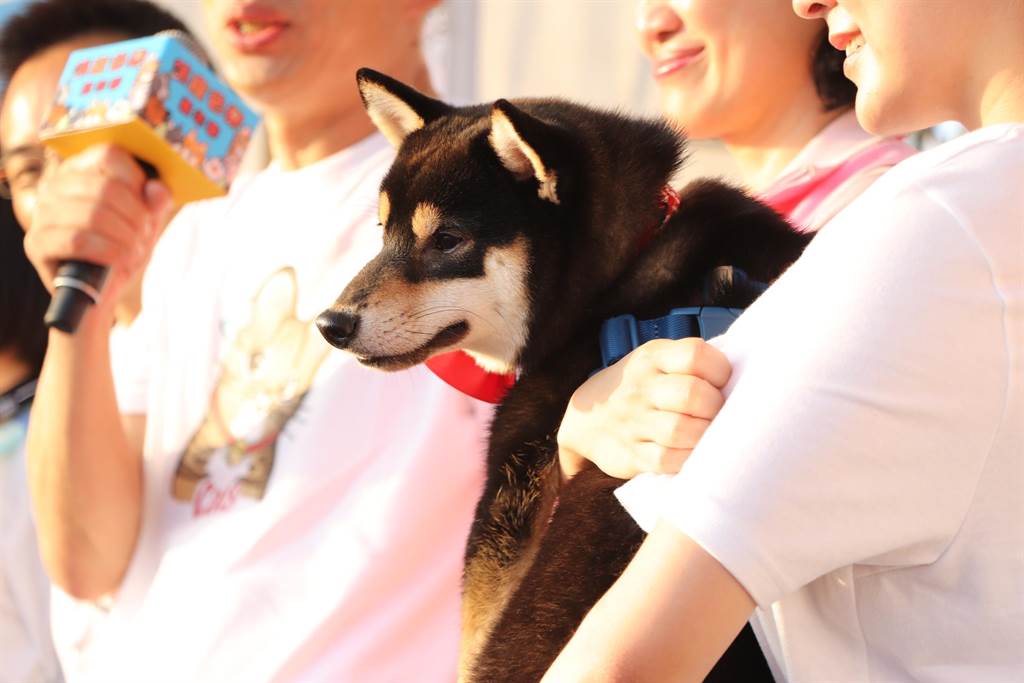 韓國瑜攜帶人氣超高的韓家犬「黑米魯」現身。(吳亮賢攝)