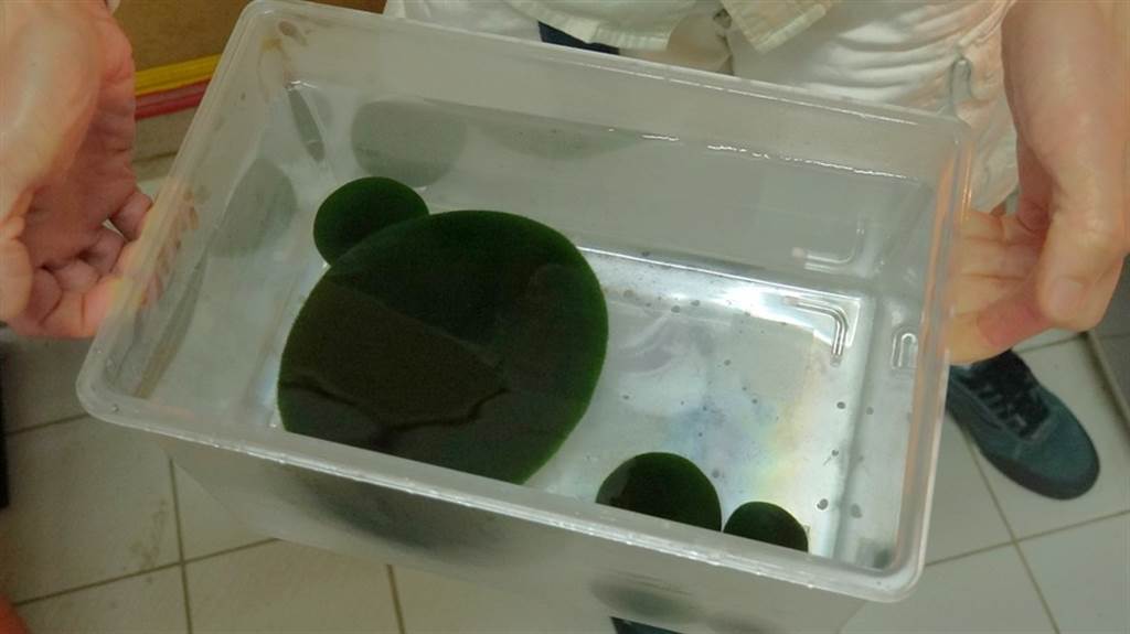 若發現毬藻需個別處理，保育員會使用小水族缸帶至後場進行特別照顧。（台北市立動物園提供）