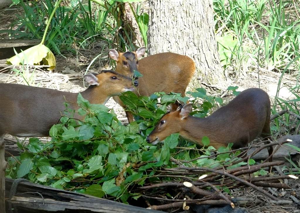 山羌屬於植食性動物，每天需要攝取大量的樹葉蔬果。（台北市立動物園提供）