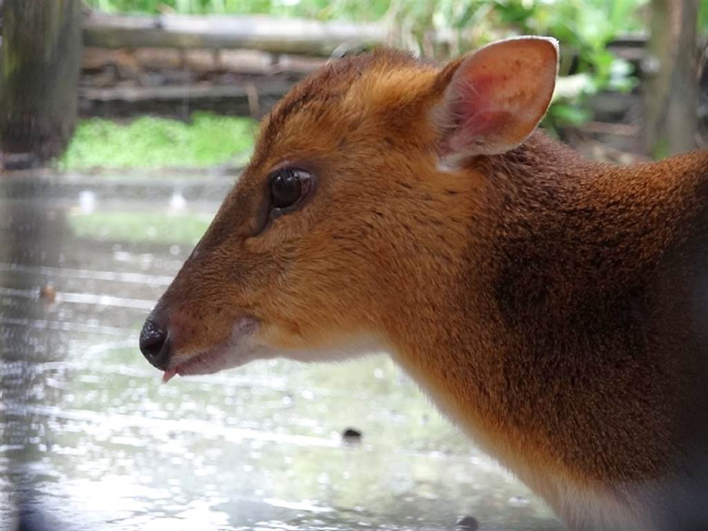 「反芻」是部分偶蹄目草食動物特有的行為（山羌）。（台北市立動物園提供）