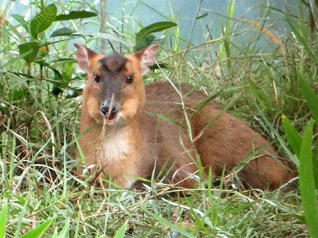 台灣山羌兩頰鼓起、嘴巴快速的咀嚼，代表牠們正在「反芻」。（台北市立動物園提供）