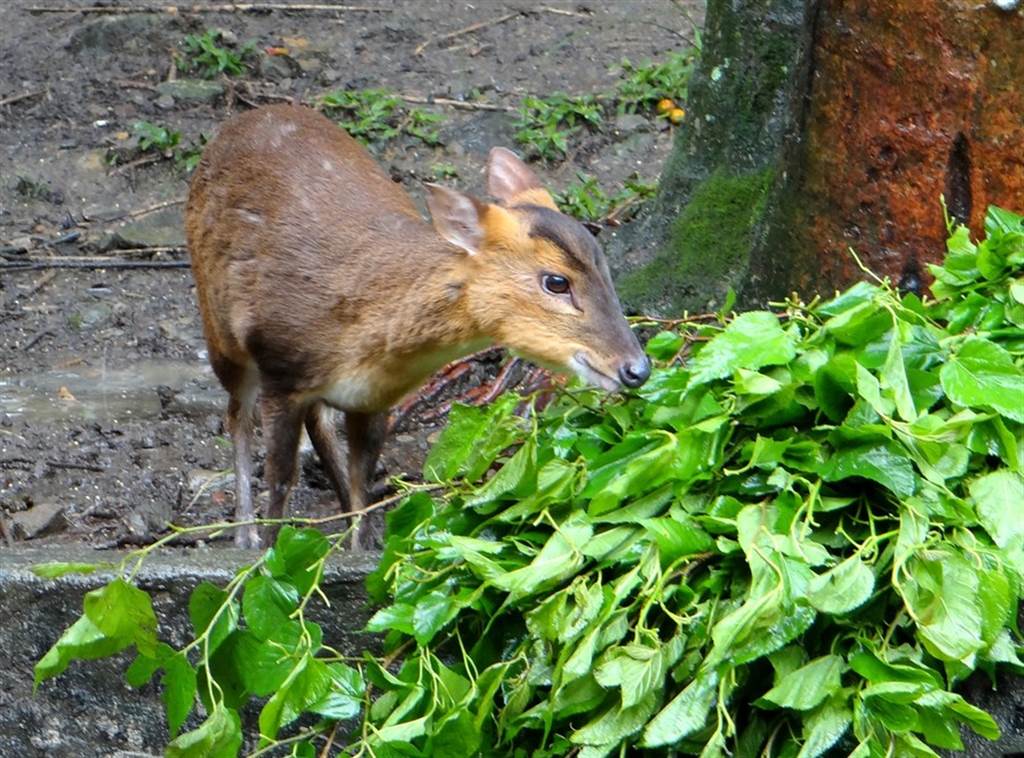 響應國際素食日（1125），邀請大家從吃素食開始做起，共同節能減碳，愛地球！（台北市立動物園提供）