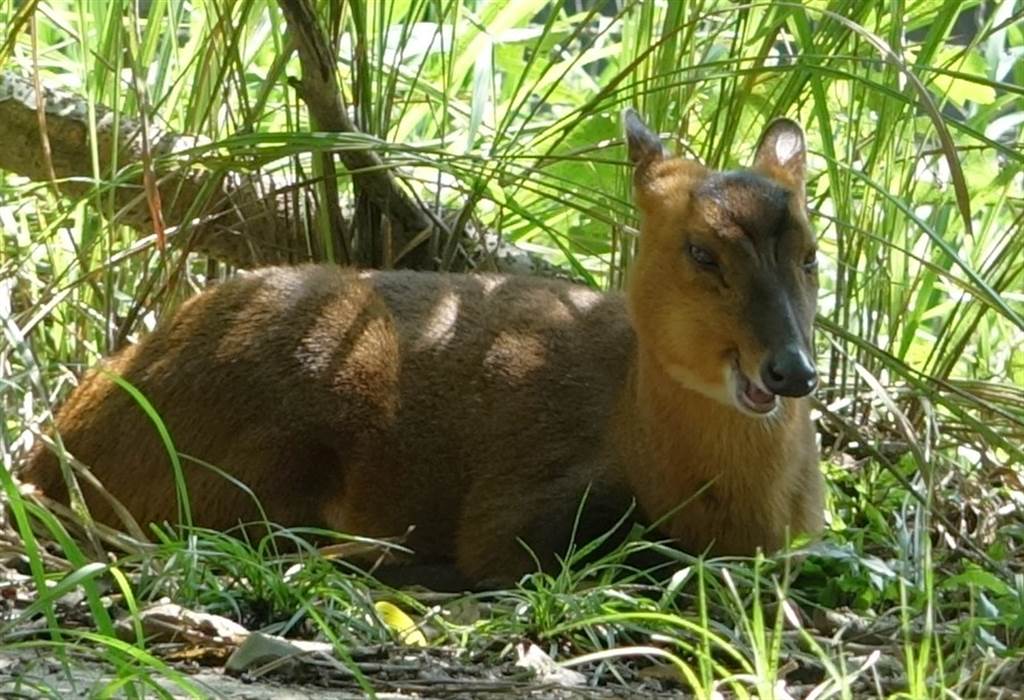 台灣山羌會在明亮處採食，再躲到陰暗的角落進行反芻。（台北市立動物園提供）