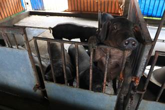 進口冷凍豬肉衝擊白豬價 連台灣本土黑豬也受波及