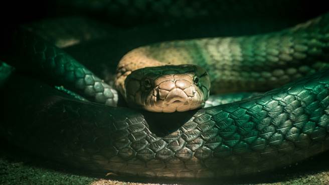 眼镜蛇大战巨蟒 生吞画面超惊悚(示意图/达志影像)