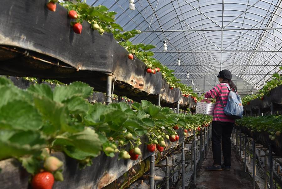 關西鎮農民生產的草莓比往年提早2周進入產季，不少農場已開放採果。（莊旻靜攝）