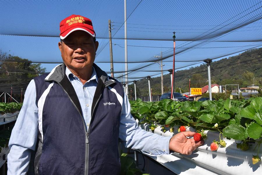 關西鎮農會理事長張盛能具有種植草莓數十年經驗，對草莓品種、種植方式如數家珍。（莊旻靜攝）