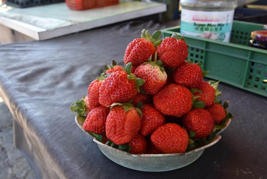 桃園4號草莓外型如雞冠，亦有雞冠果別名，過去農民曾種出如手掌大小，十分驚人。（莊旻靜攝）