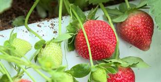 安心吃草莓  草莓農藥檢驗大湖農會即日起收件