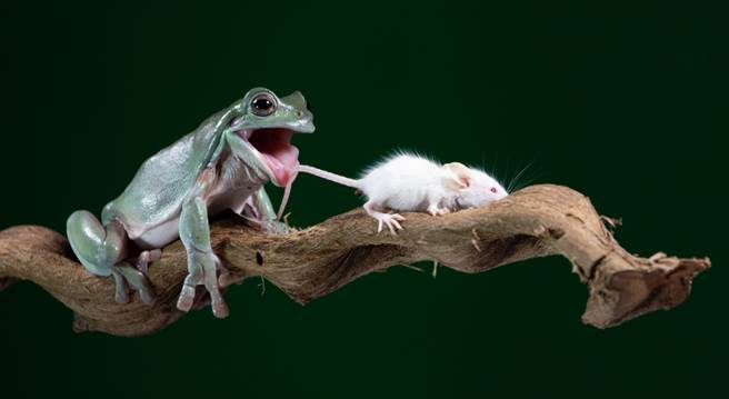 青蛙张嘴欲吞鼠 下秒结局神展开(示意图/达志影像)