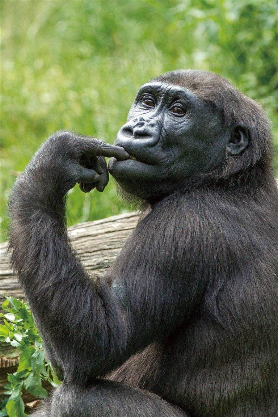母金剛猩猩Iriki頭頂較平。（臺北市立動物園提供／張薷臺北傳真）