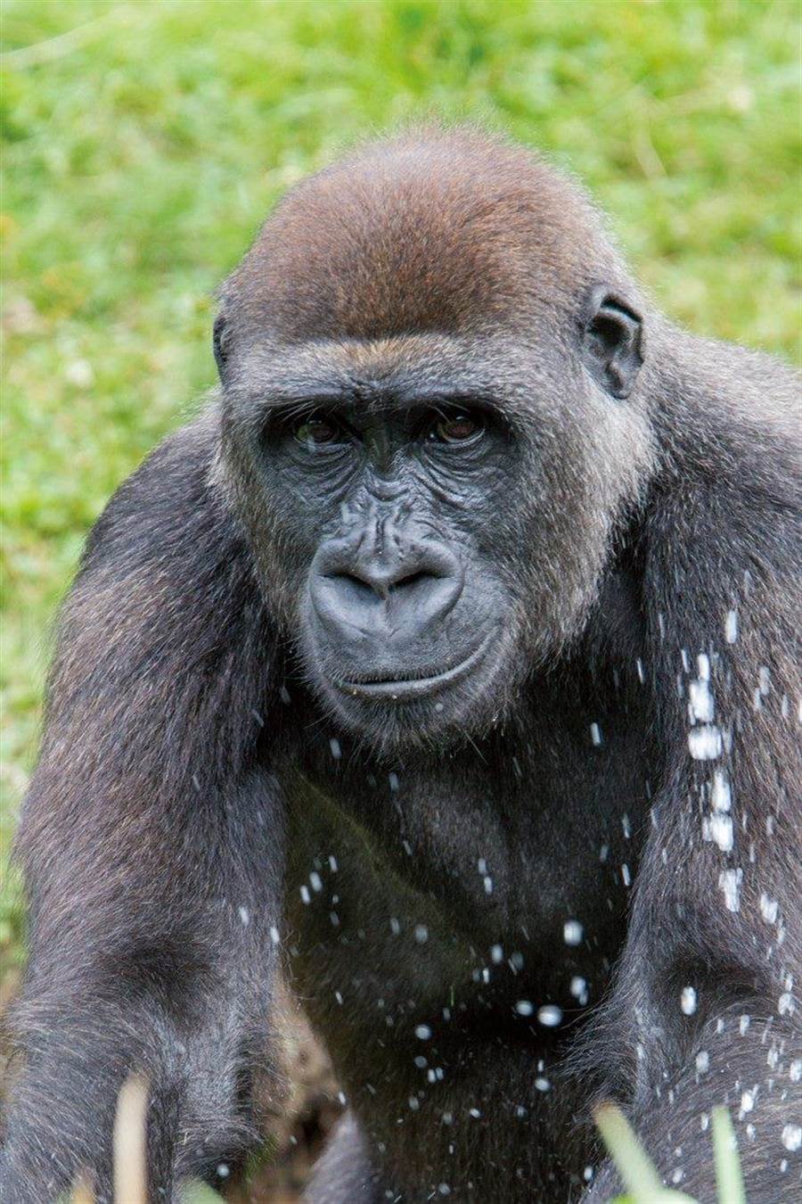 母金剛猩猩Tayari的「頭髮」偏紅色。（臺北市立動物園提供／張薷臺北傳真