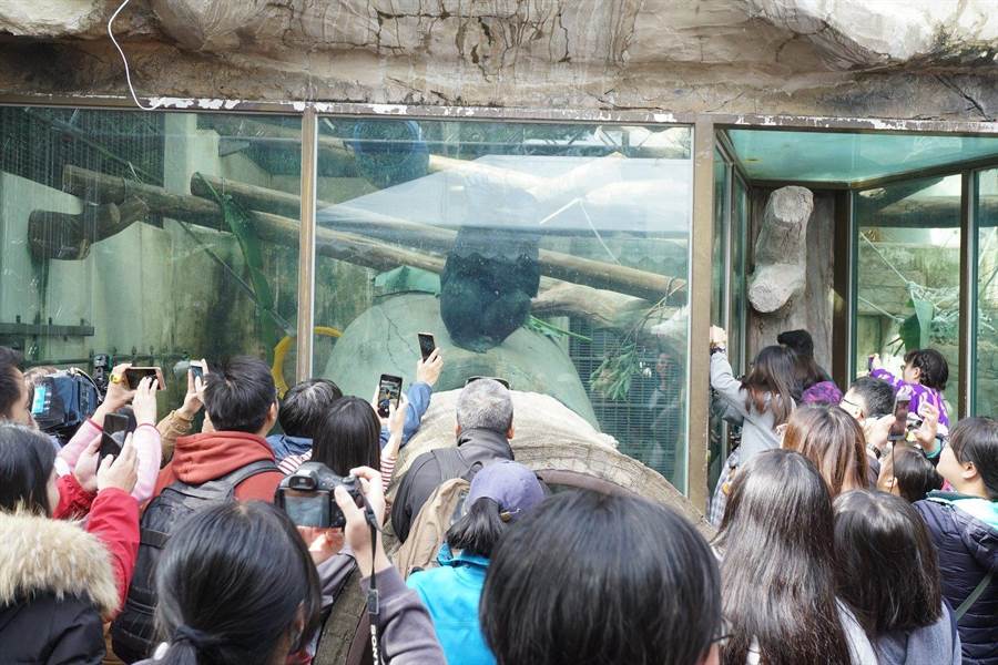 民眾爭相為母金剛猩猩拍照（臺北市立動物園提供／張薷臺北傳真）
