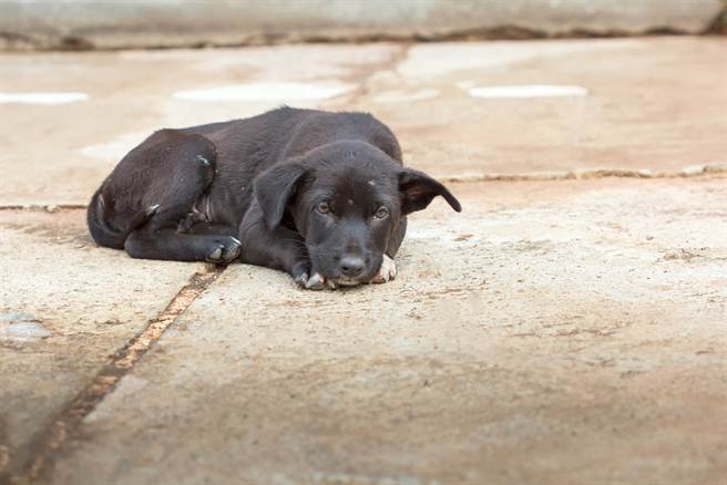 见黑狗缩路边 他暖买罐头结局爆笑(示意图/达志影像)