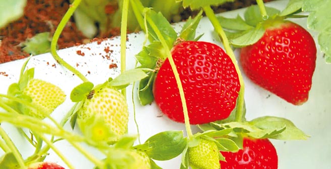 大湖草莓檢驗即日收件 地方新聞 中國時報