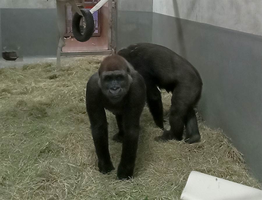 金剛猩猩美女亮相。（台北市立動物園提供）