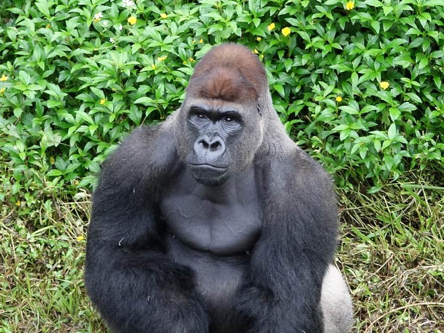 期盼雄性金剛猩猩「迪亞哥」能順利獲得兩隻金剛猩猩美女的青睞。（台北市立動物園提供）