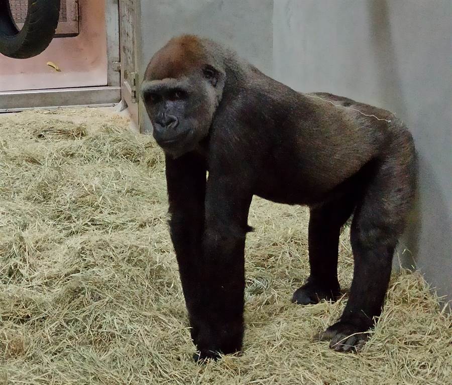 兩隻母金剛猩猩同為2011年出生。（台北市立動物園提供）