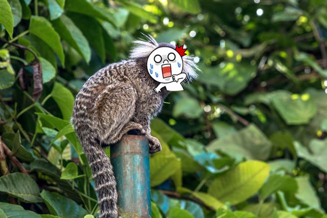 鱼肉好吃重演？恐怖人脸猴网疯传(图片取自/达志影像)