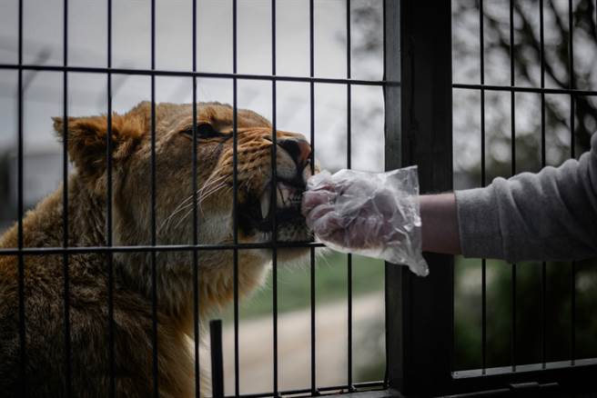 動物園獅子吃肉飼育員手臂被咬爛 日常 網推