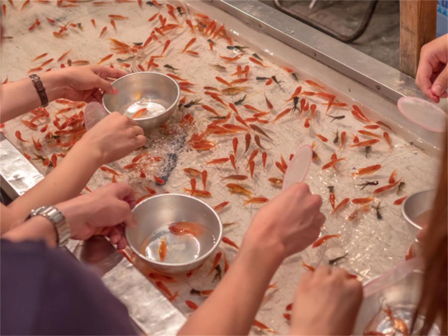 大和郡山市是日本少數的金魚產地，從1995年起每一年舉行全國大會。（示意圖／shutterstock）