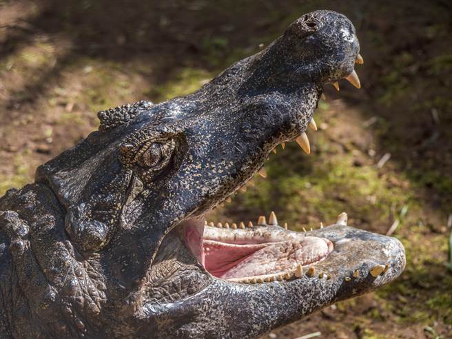 牧场牛频消失！逮到恐龙级巨鱷 专家惊呼(示意图/达志影像)