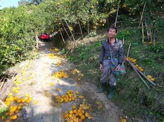 白河柑橘園徵無工採收損失重　農委會啟動農技團支援