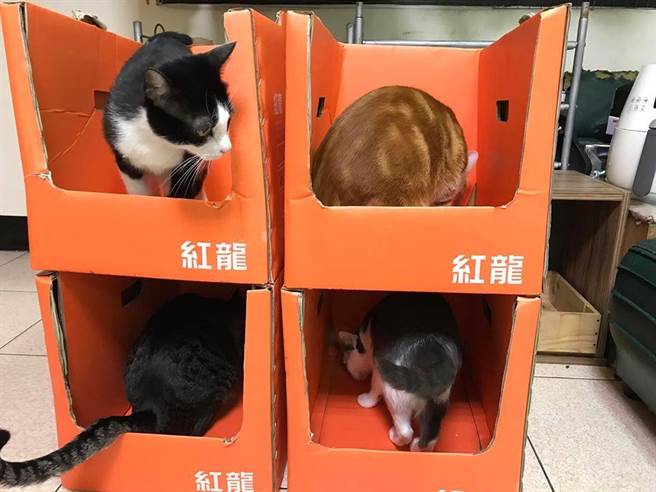 真相是，原PO从好市多一次带走5箱的，是红龙鸡块的「箱子」，功能之强大，让每户人家的喵星人都住得超舒适。（摘自Costco好市多 商品经验老实说）