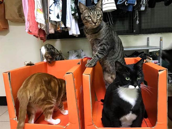 原PO晒出家中喵星人入住这间「猫咪公寓」的照片，看见每只猫咪都乖乖地待在各自的「楼层」中，表示下次还要再补货。（摘自Costco好市多 商品经验老实说）