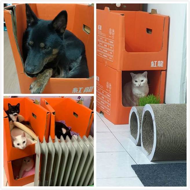 网友们也不藏私地分享家中喵喵入住「红龙大厦」的景象，完全能感受每只猫咪入住的幸福。甚至连狗狗也可以住进来。（摘自Costco好市多 商品经验老实说）