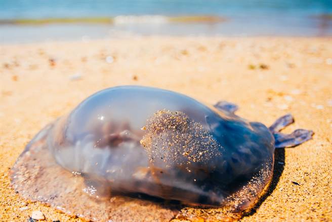 海灘見「惡魔果凍狀」生物 網看傻(示意圖/ 取自達志影像)