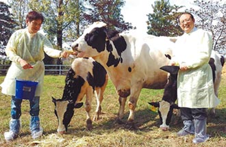 全球首例 耐熱荷蘭牛誕生