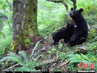四川臥龍：首次拍到亞洲黑熊哺乳畫面
