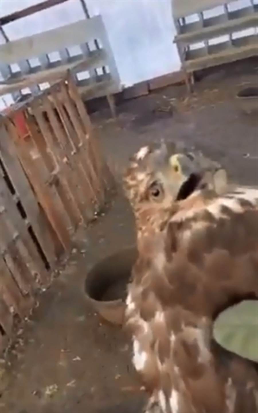 鷹闖入了一間農場的雞舍中慘被雞群圍毆，被修理的不要不要的，驚恐跟不敢置信全寫在臉上。(翻攝自推特)
