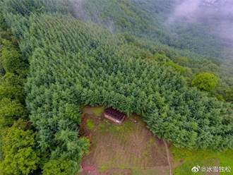 陸2019年造林逾億畝 貢獻全球綠化25％