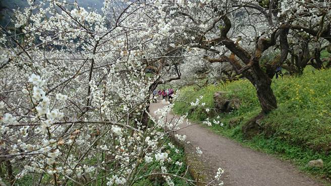 信義鄉梅花綻放 賞花 泡湯身心都舒暢 旅遊 中時