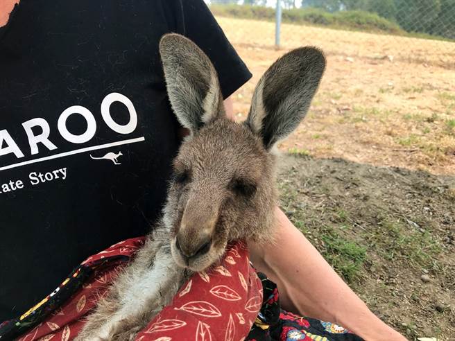 澳洲袋鼠成为野火受害者。（资料照／路透社）