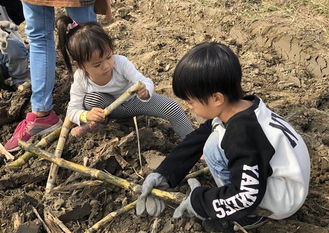 糖業文化節400人齊聚曾文農場焢窯烤甘蔗 生活 中時