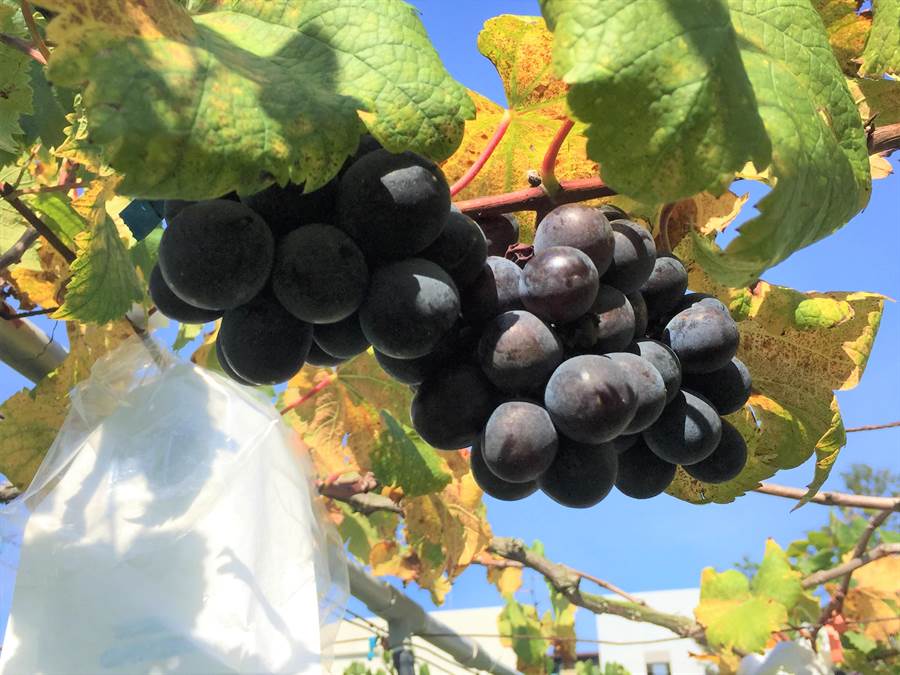 卓蘭巨峰葡萄名聞遐邇，正逢冬果採收季。（巫靜婷攝）