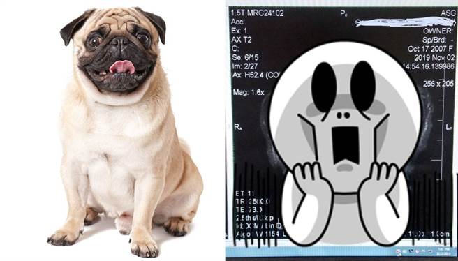 爱犬看兽医现异形真面目 网全吓傻(图/达志影像、推特@AndyRichter)