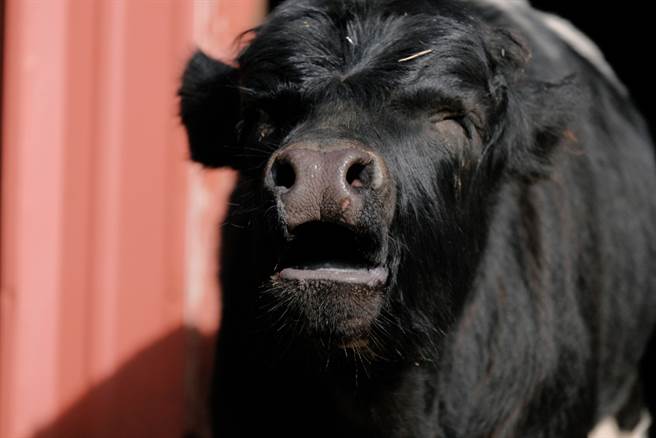 待宰母牛下跪求生 灵性举动网心酸(示意图/达志影像)